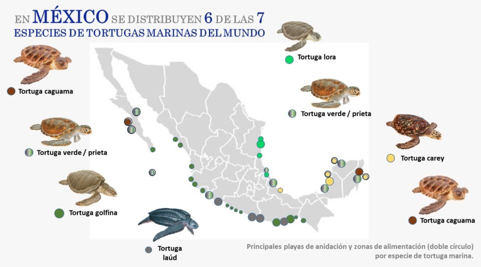 Infografía Totugas