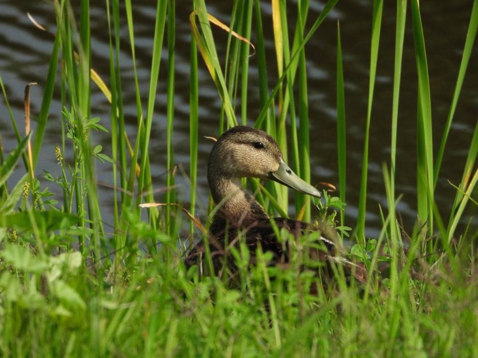 Pato