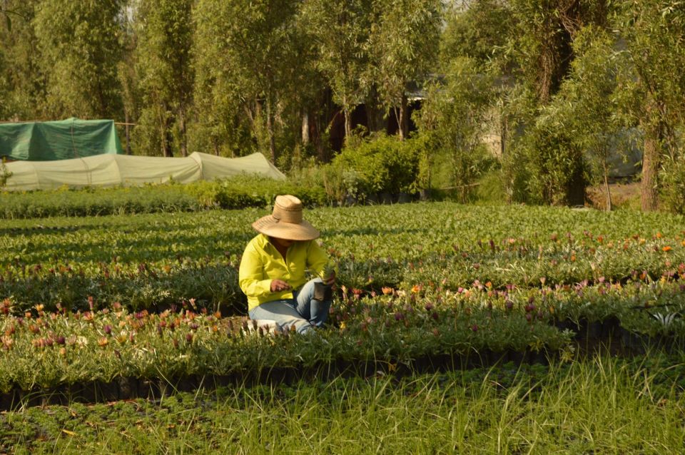 Vivero Sedema