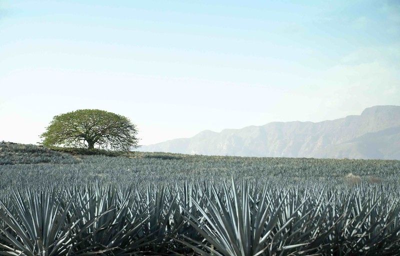 Cultivo de Agave