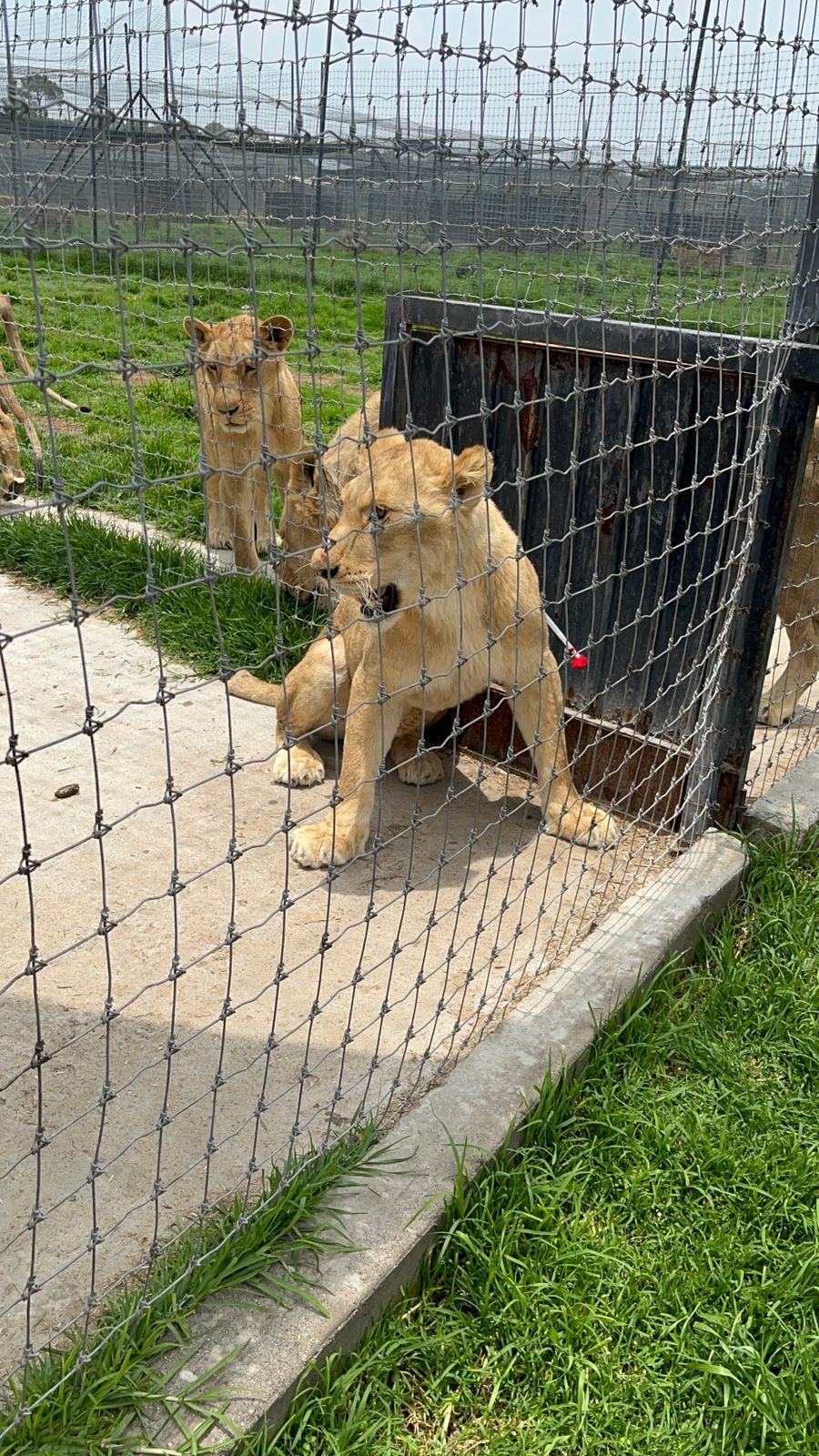 @PROFEPA_Mx Leones