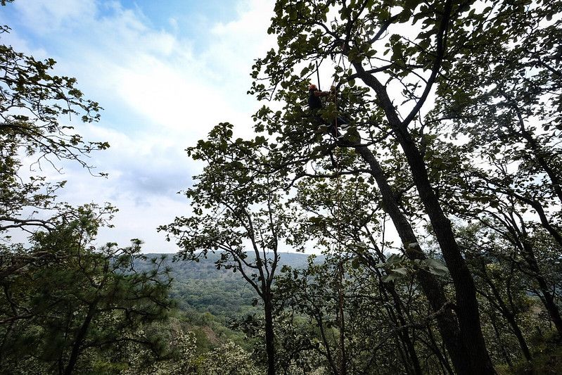 Bosque la Primavera