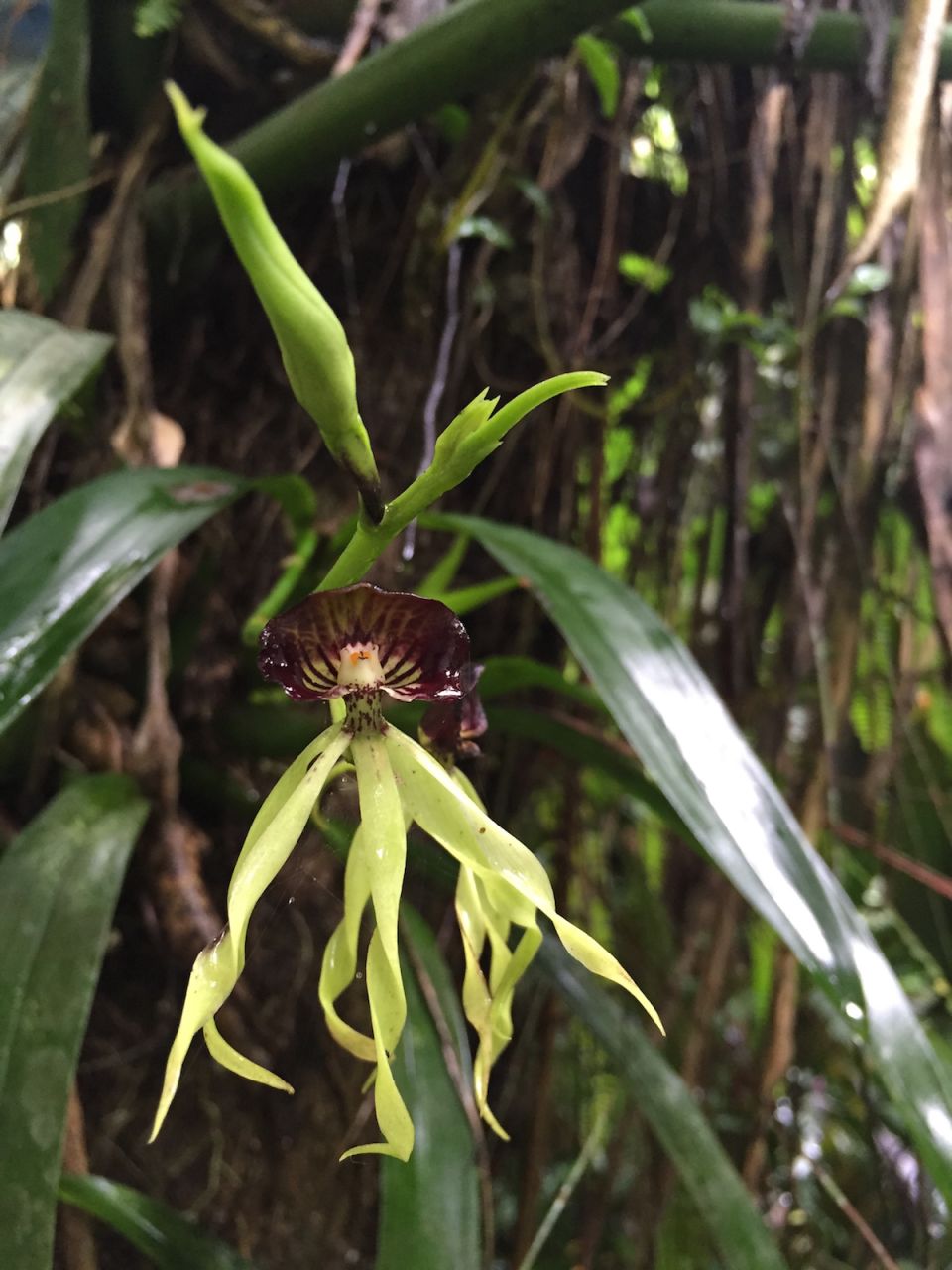 Orquídea Joe Richaud