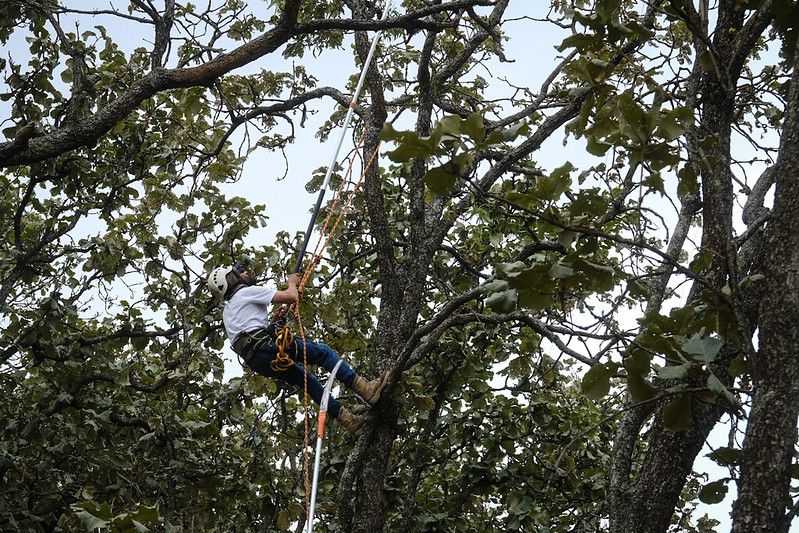 Saneamiento del Bosque La Primavera