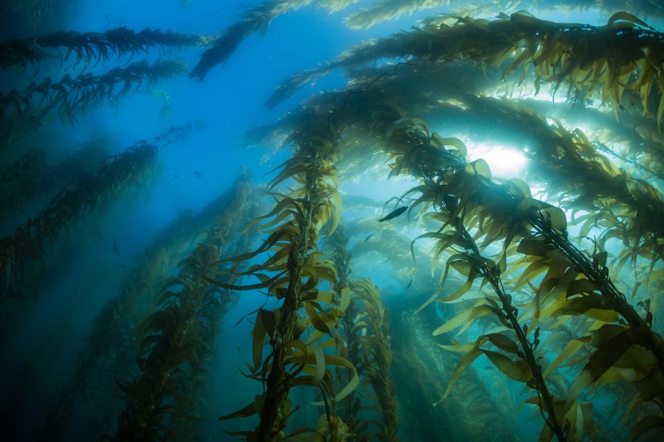El alga gigante es una de las plantas de más rápido crecimiento y puede crecer 50 cm al día; estas masas gigantes pueden alcanzar 50 m desde el fondo del mar hasta la superficie, sus frondas son transportadas hacia arriba por flotadores llenos de aire. Parque Nacional de las Islas del Canal, California, EE.UU. © Gisle Sverdrup/Silverback/Netflix Algas