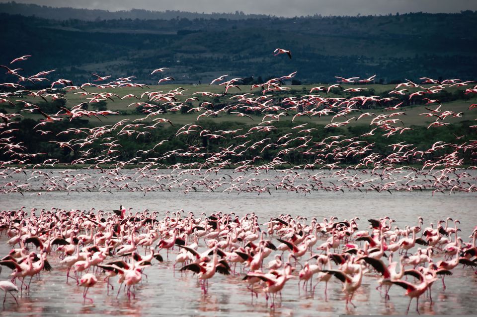 Flamencos