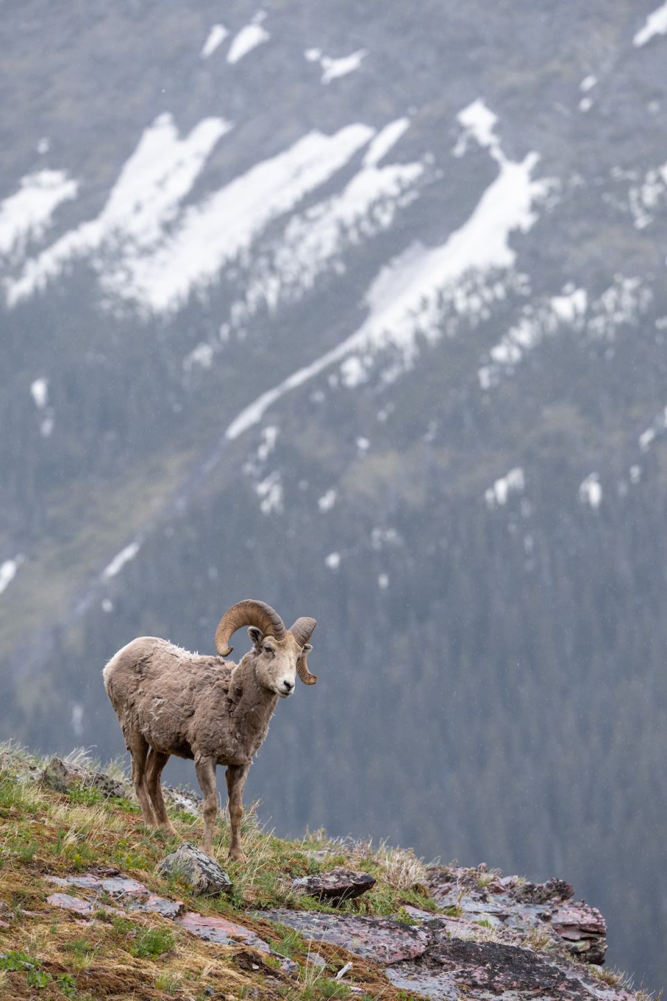 Borrego cimarrón 