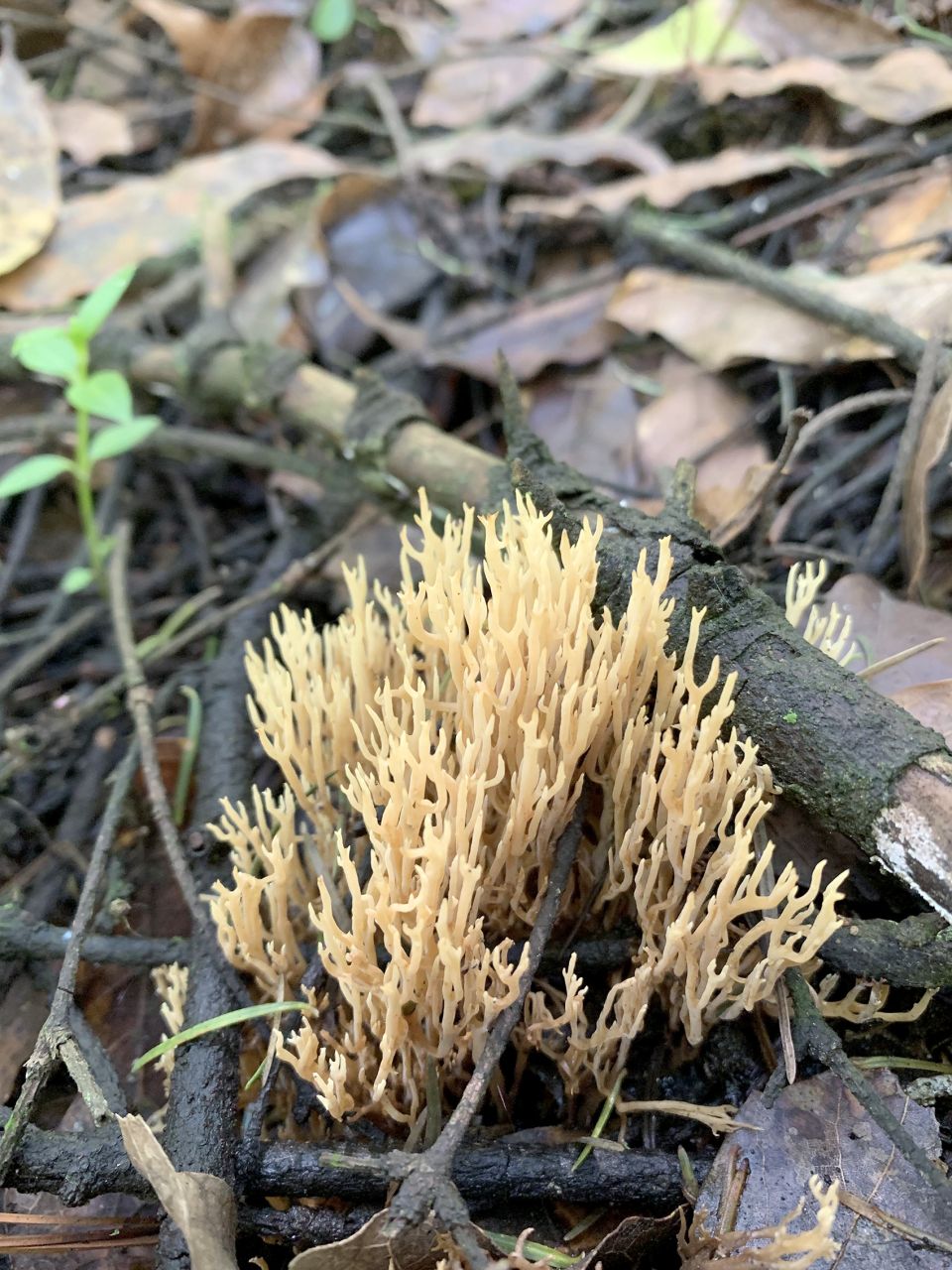 Cinvestav Hongos