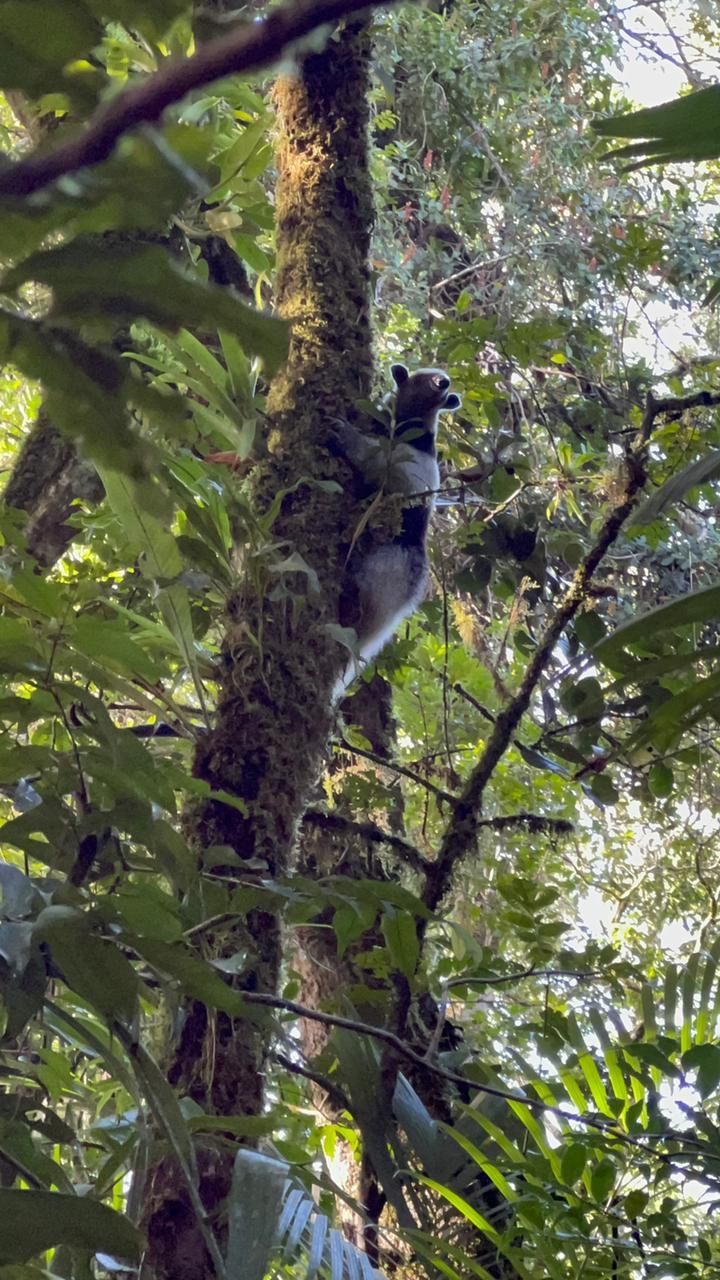 Oso hormiguero