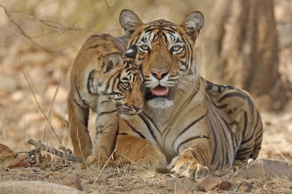 Madre tigresa de Bengala con su cachorro de cuatro meses, Ranthambhore, Rajhasthan, India. © naturepl.com / Andy Rouse / WWF Tigres