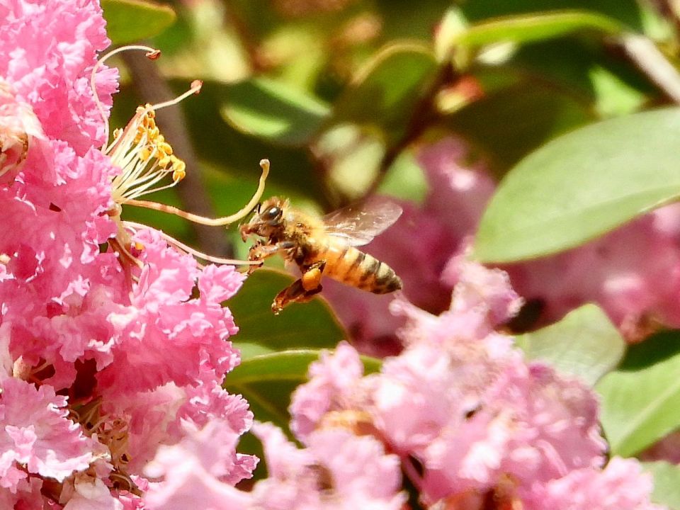 Sedema Abeja