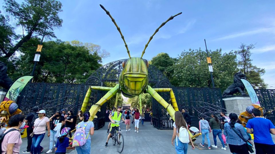Insecta