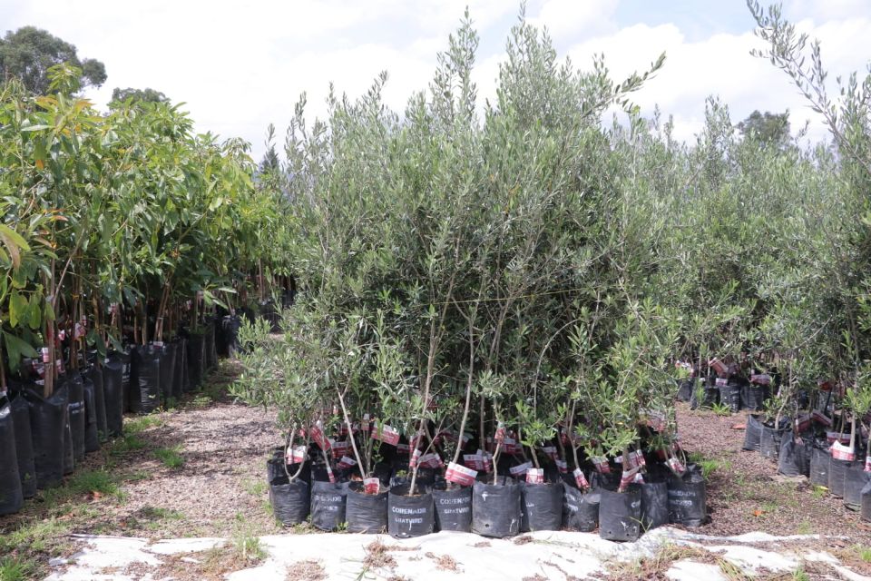 Sedema Olivos