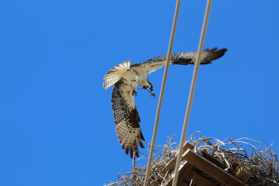 Águila pescadora