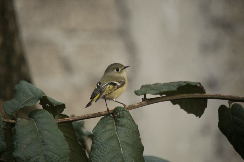 Sedema Ave migratoria