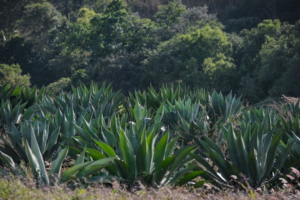 Sierra Occidental 
