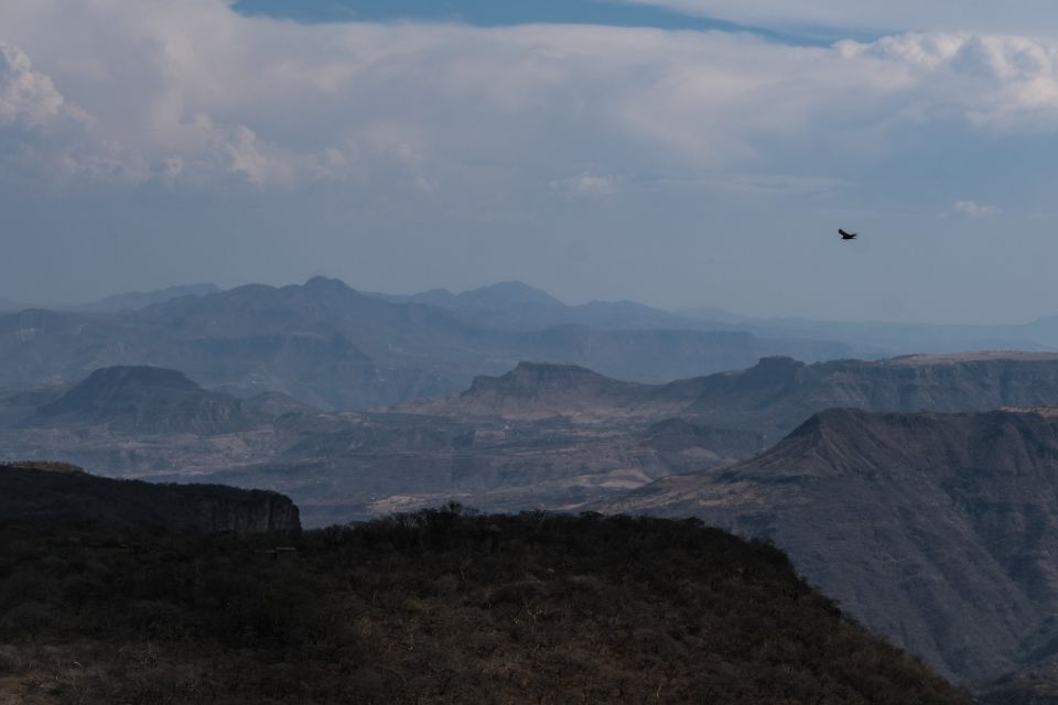 Águila real