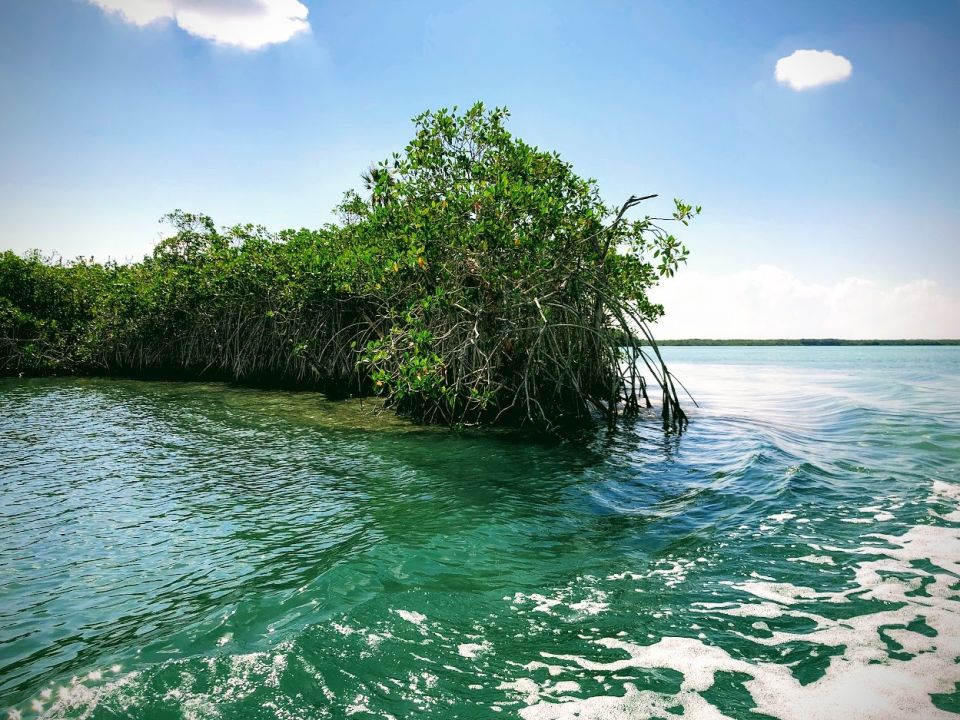 Manglar