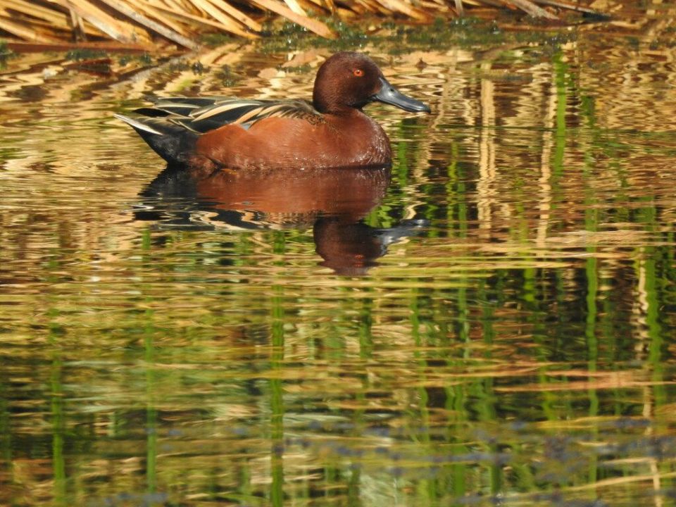 Pato