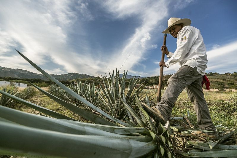 Agave