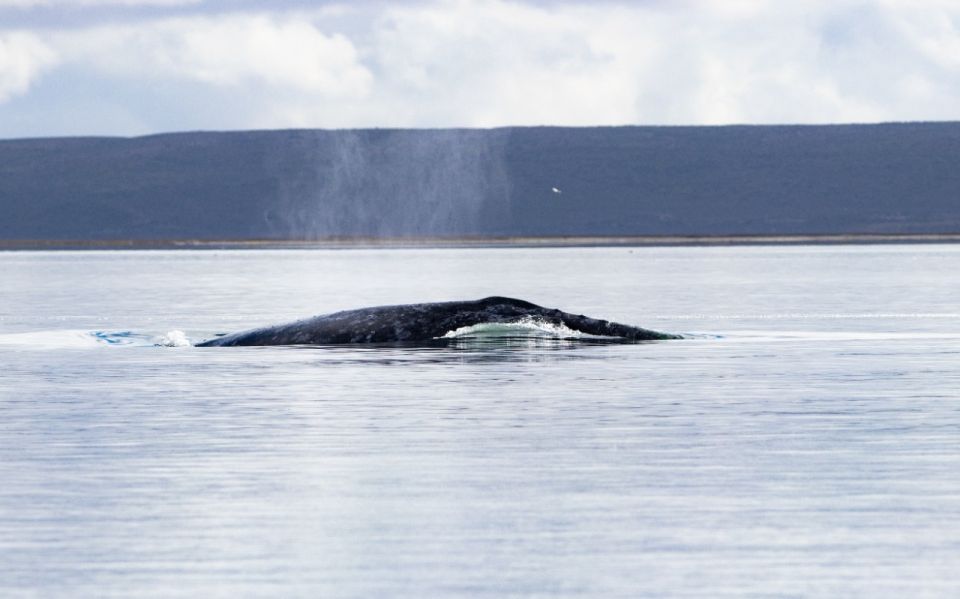 Ballena Gris