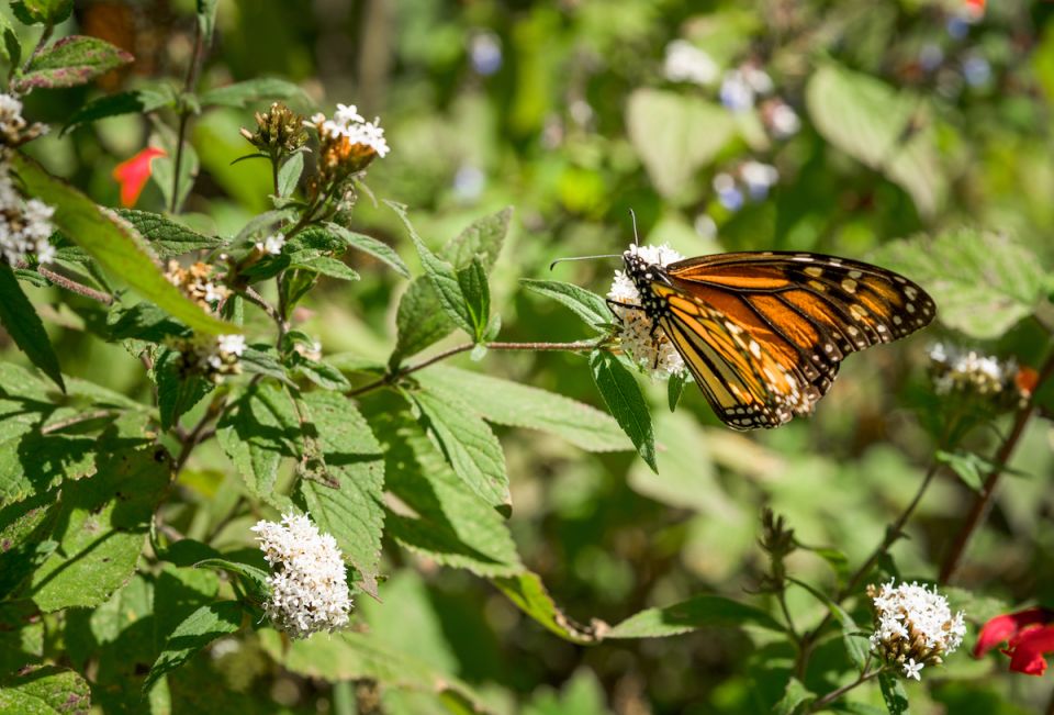 Mariposa monarca