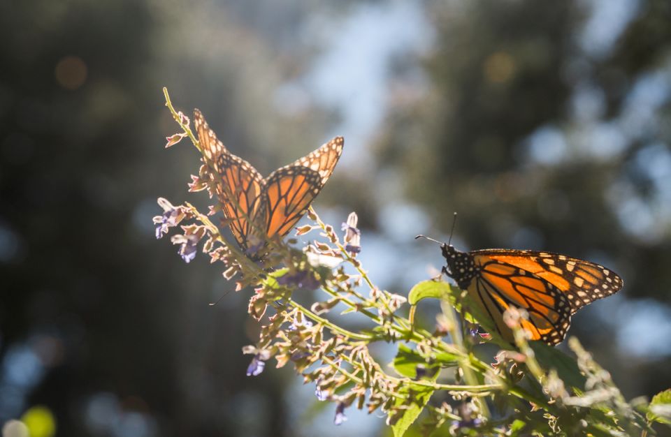 Mariposa monarca