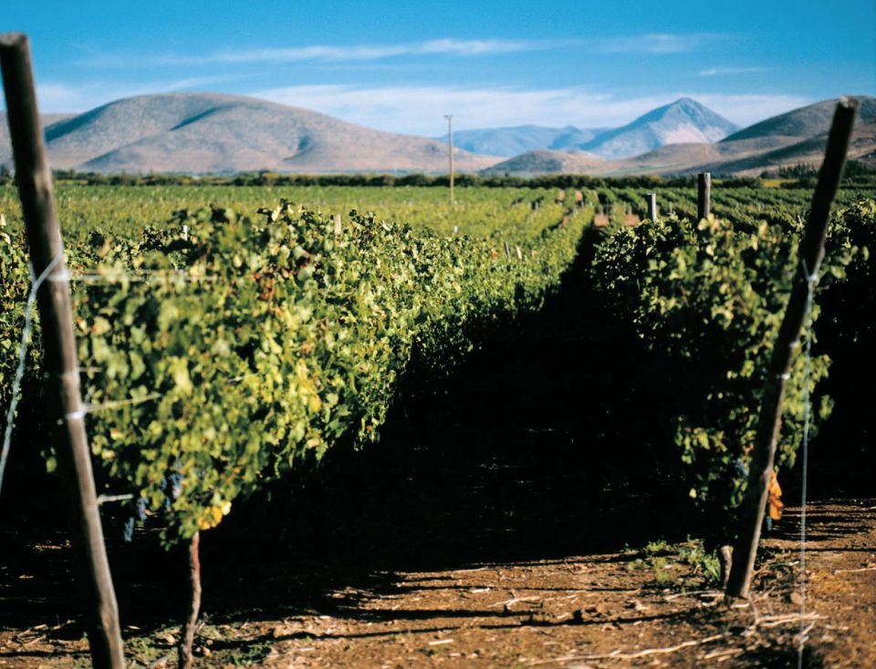 Viñedo Viña Concha y Toro