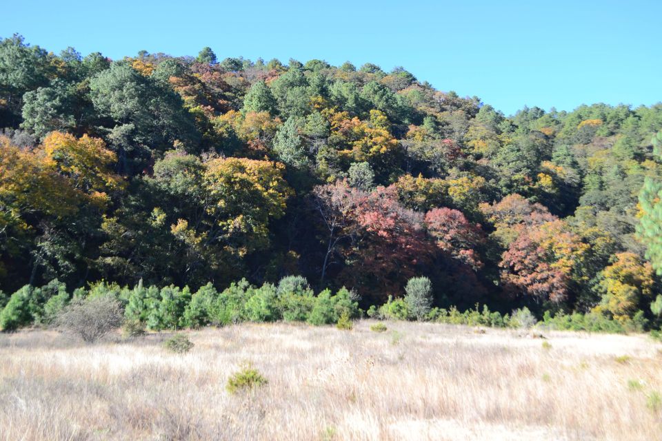 Bosque de la Mixteca Alta de Oaxaca