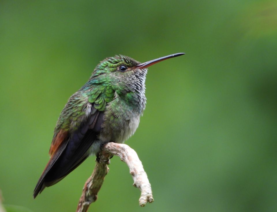 Colibrí