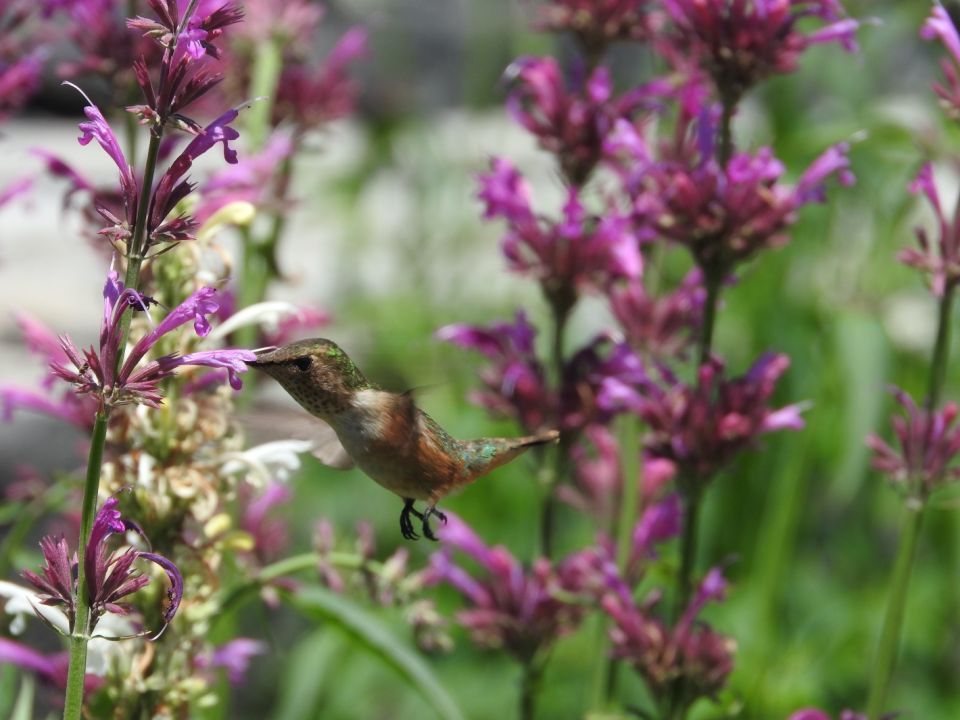 Colibrí