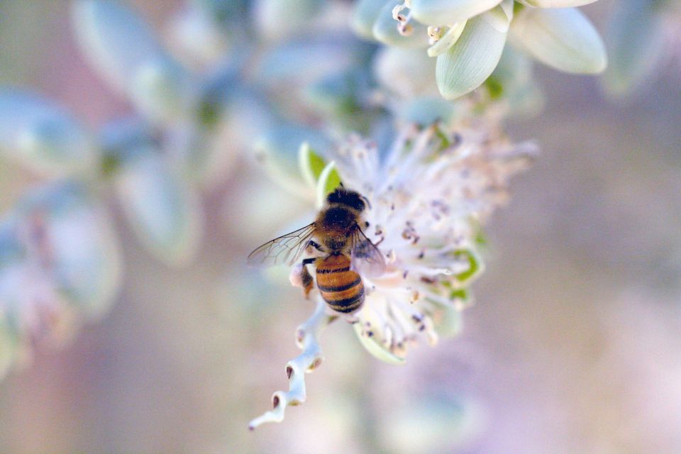 Abeja