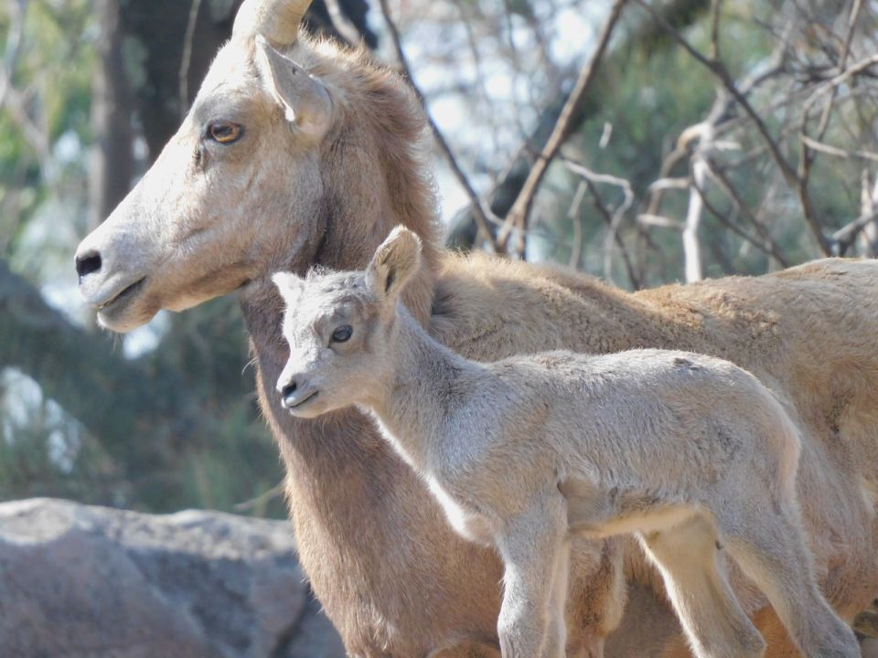 Borrego Cimarrón