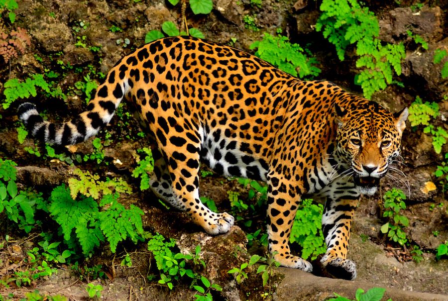 Jaguar