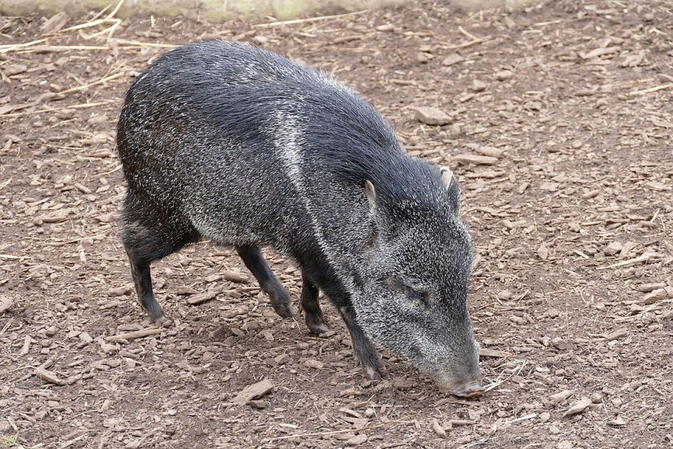 Tapir