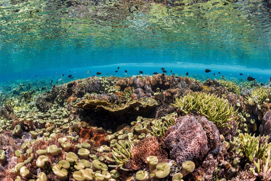 Arrecife de coral