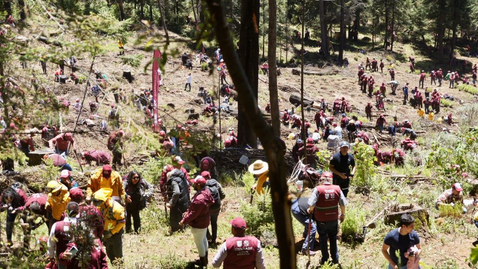 Reforestación del Ajusco