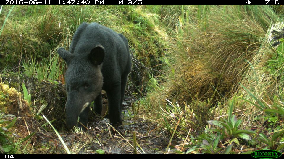 Tapir