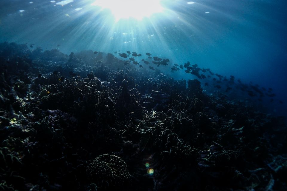 Arrecife de coral