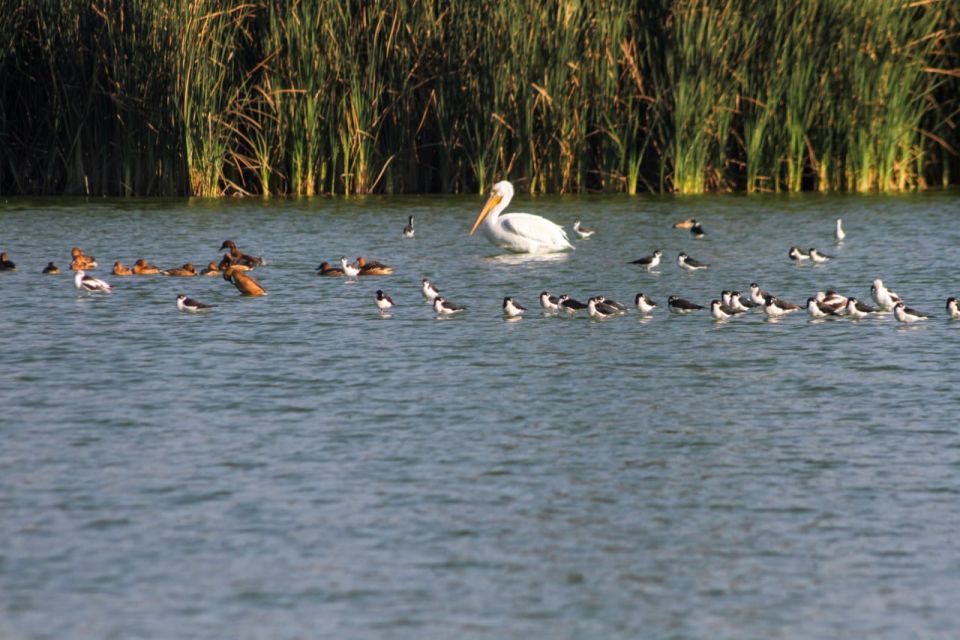 Bosque de Aragón