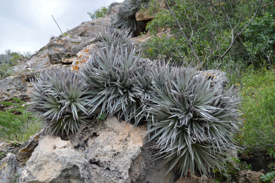 DGCS de la UNAM Plantas