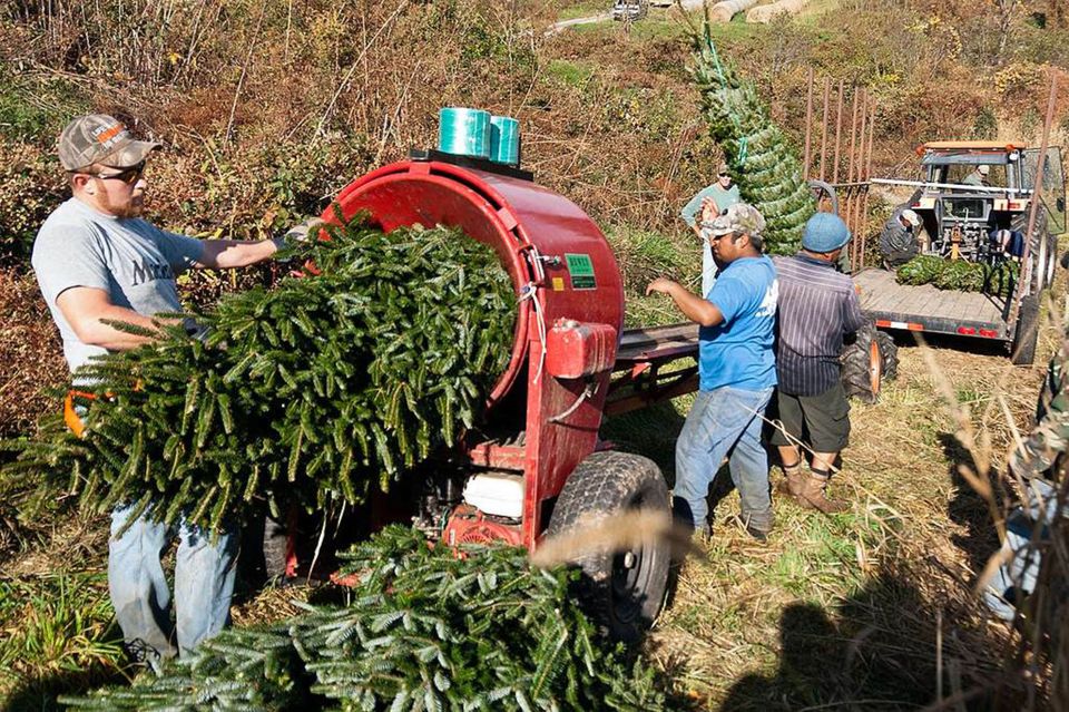 Árbol de Navidad