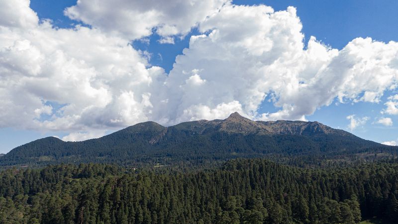 Bosque de Tlalpan