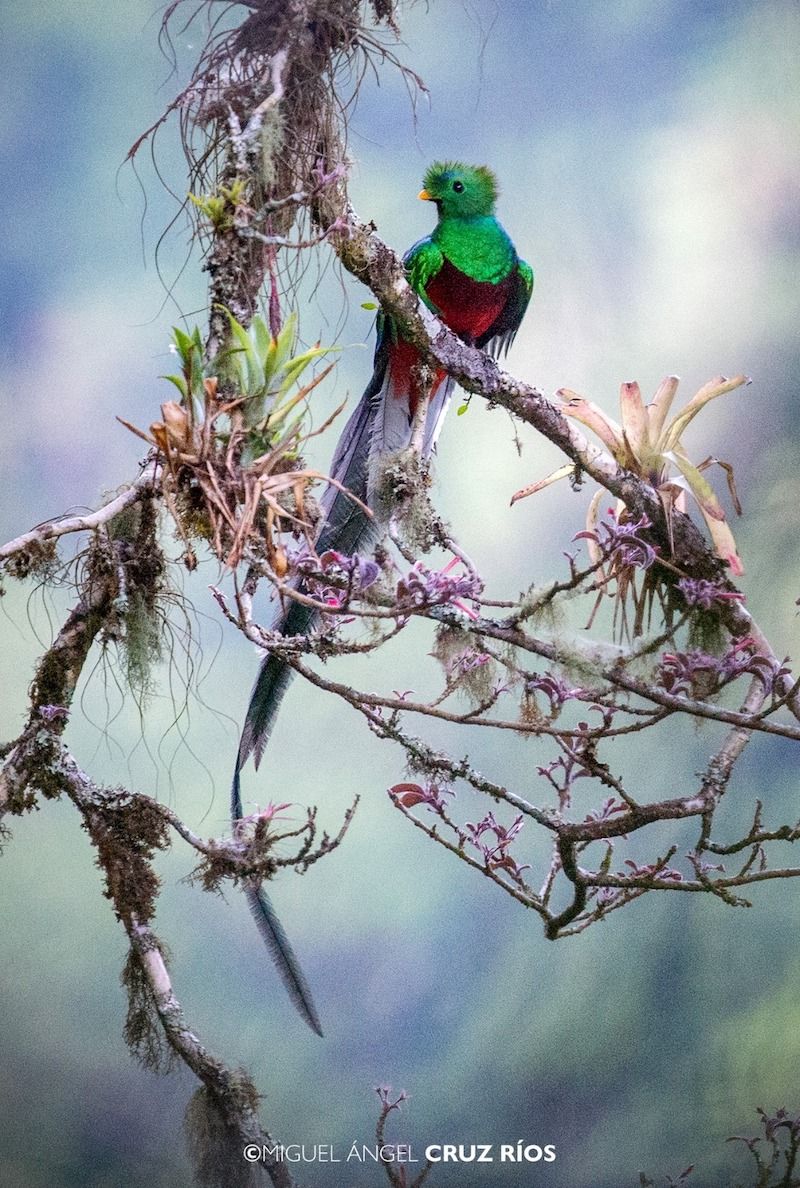 Reserva de la Biosfera El Triunfo