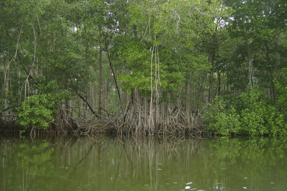 Manglar