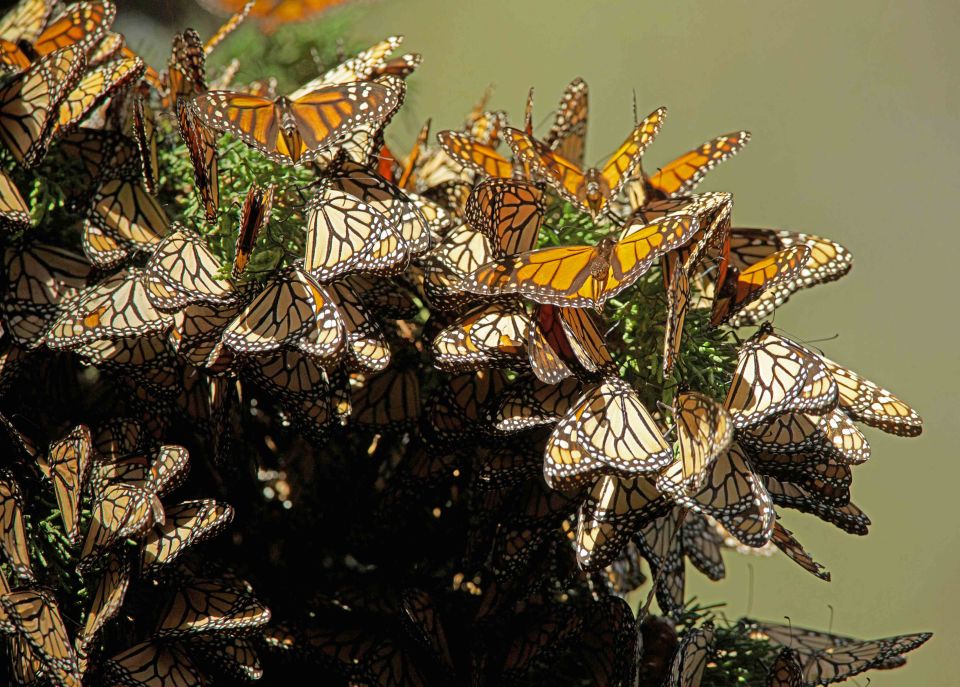 Mariposa monarca