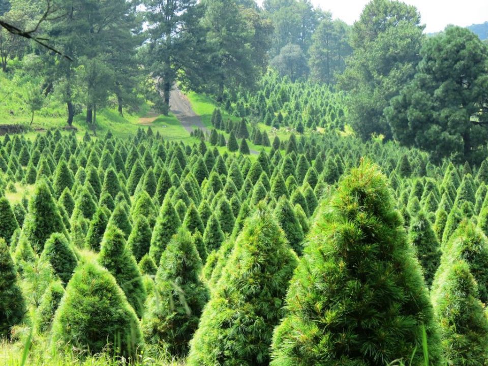 Árbol de Navidad