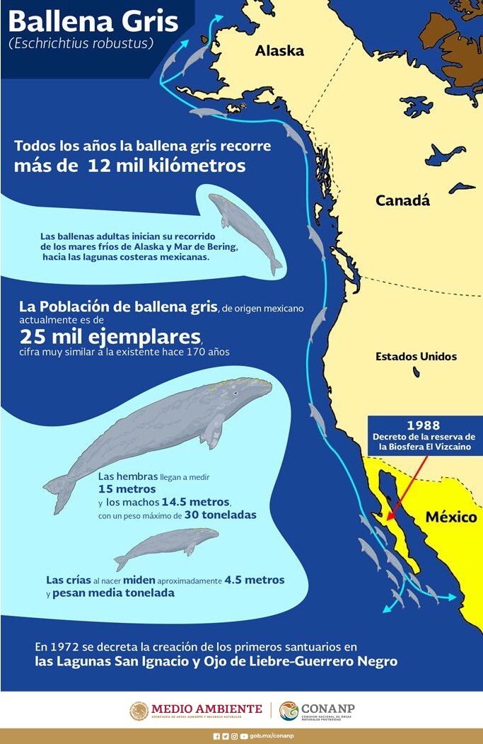 Infografía. Ballena gris