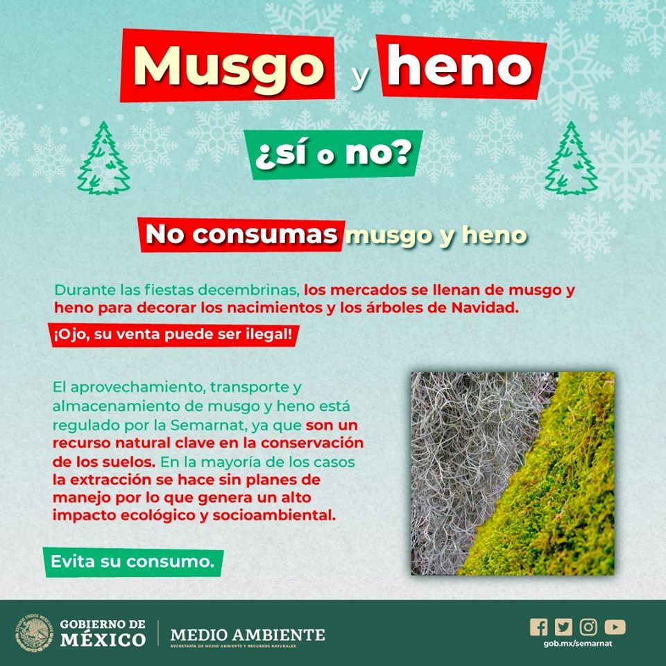 Infografía de musgo y heno