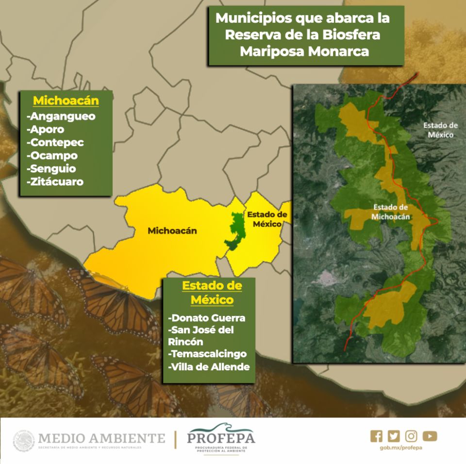 Infografía. Mariposa Monarca